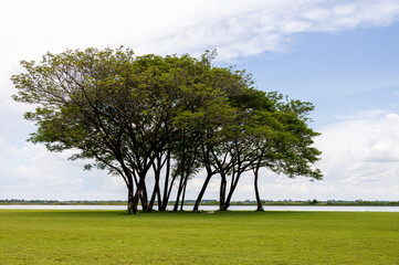 A view of a sweeping green lawn with large trees beautifully.