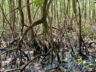 view of mangrove roots in a tropical rainforest of a mangrove of Guadeloupe in the French West Indies with swamps
