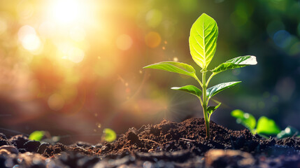 A small green plant is growing in the dirt. The sun is shining brightly on the plant, making it look healthy and vibrant