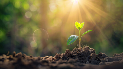 A small green plant is growing in the dirt. The sun is shining brightly on the plant, making it look healthy and vibrant