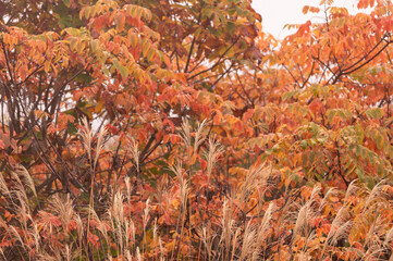 秋の景色　紅葉とススキ