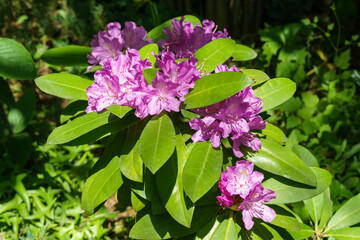 Beautiful Purple flowers of Rhododendron ponticum, called common rhododendron or pontic rhododendron. Close-up