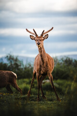 Hirsch Schottland Wildtiere