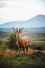 Hirsch Schottland Wildtiere