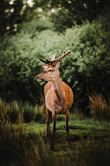 Hirsch Schottland Wildtiere