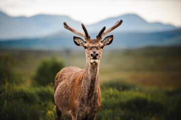Hirsch Schottland Wildtiere