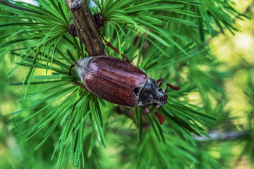 Macro  - Forest - Europe, Romania
