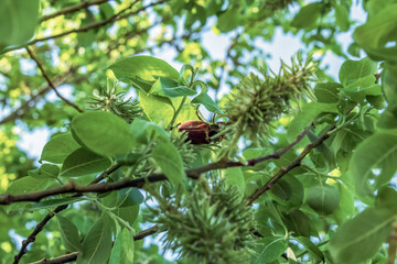 Macro  - Forest - Europe, Romania