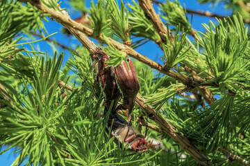 Macro  - Forest - Europe, Romania