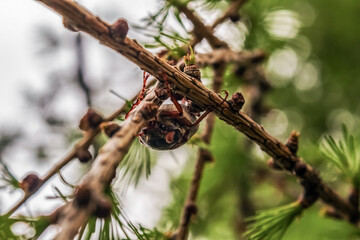 Macro  - Forest - Europe, Romania