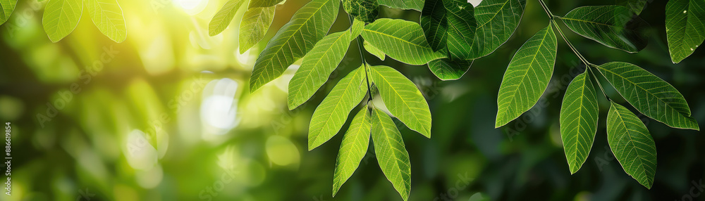 Poster sunlight filters through the lush, green leaves of a tree, creating a serene and vibrant natural sce