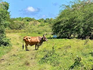 view of an isolated beef in a green field of guadeloupe in the french west indies on a sunny day
