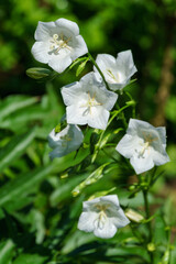 Close-up white bell flowers Campanula persicifolia (peach-leaved bellflower)in spring garden as background. Colorful campanula flowers with white Gentle bells