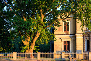 Obraz premium A large, beautiful tree in the courtyard of an old manor in the sunset light.