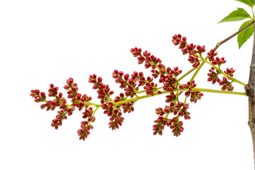 Zanthoxylum acanthopodium DC or andaliman  fruit isolated on white background
