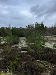 trees in the forest with moss on the ground