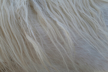 Horse Mane Texture in White Hair (Equus ferus caballus). Caballo.