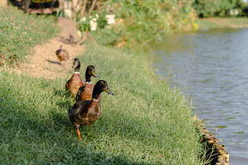 Mallard ducks by pond edge. Male with distinctive green head and white neck ring, female with mottled brown feathers. Waterfowl in natural habitat. 