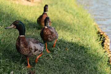Mallard ducks by pond edge. Male with distinctive green head and white neck ring, female with mottled brown feathers. Waterfowl in natural habitat. 