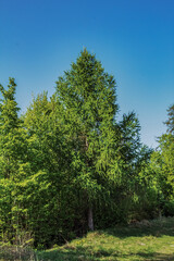Obraz premium Macro - Forest - Europe, Romania