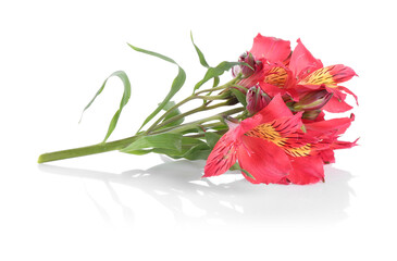 Beautiful red alstroemeria flowers isolated on white
