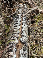 tree trunk in the forest