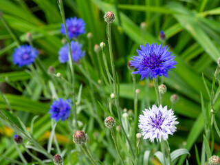 Cornflower, Centaurea cyanus, Asteraceae. Cornflower Herb or bachelor button flower in garden. Field of cornflowers