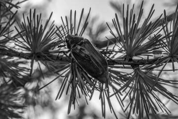 Macro  - Forest - Europe, Romania