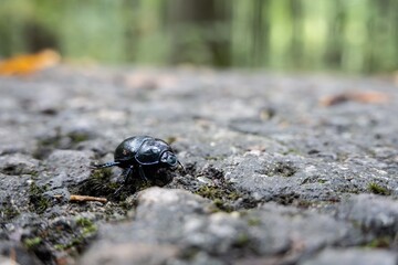 Detail of Earth-boring dung beetle on road