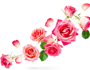 Obraz premium Rosen fallend isoliert auf weißen Hintergrund, Freisteller 