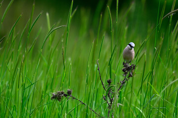 Neuntöter - Männchen // Red-backed shrike - male (Lanius collurio) 