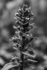 Macro  - Forest - Europe, Romania