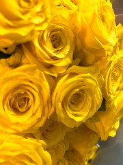 Close-Up of Vibrant Yellow Roses in Bloom
