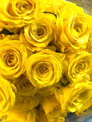 Close-Up of Vibrant Yellow Roses in Bloom