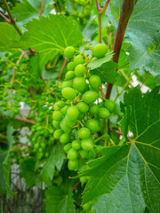 grappe de raisins en croissance au printemps	