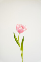 Obraz premium Elegant close-up of a delicate pink tulip with soft petals against a light background. The simple composition with green leaves, serene and graceful floral scene. Pastel tones and minimalist style
