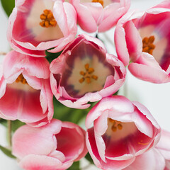 A charming bouquet of vibrant pink tulips. Elegance, beauty and springtime joy