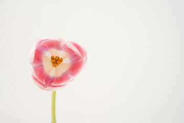 Vibrant Pink Tulip in Full Bloom Against Minimalist Light Background. Close-Up of a Beautiful Flower with Green Leaves and Stem. Perfect for Spring and Nature Themed Background