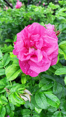 Beautiful bush of blooming wild new rosehip after the rain. Dew drops on a rosehip flower