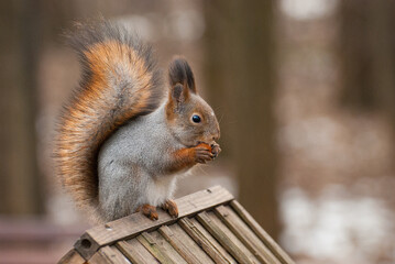 Common red squirrel in wildlife, Sciurus vulgaris 