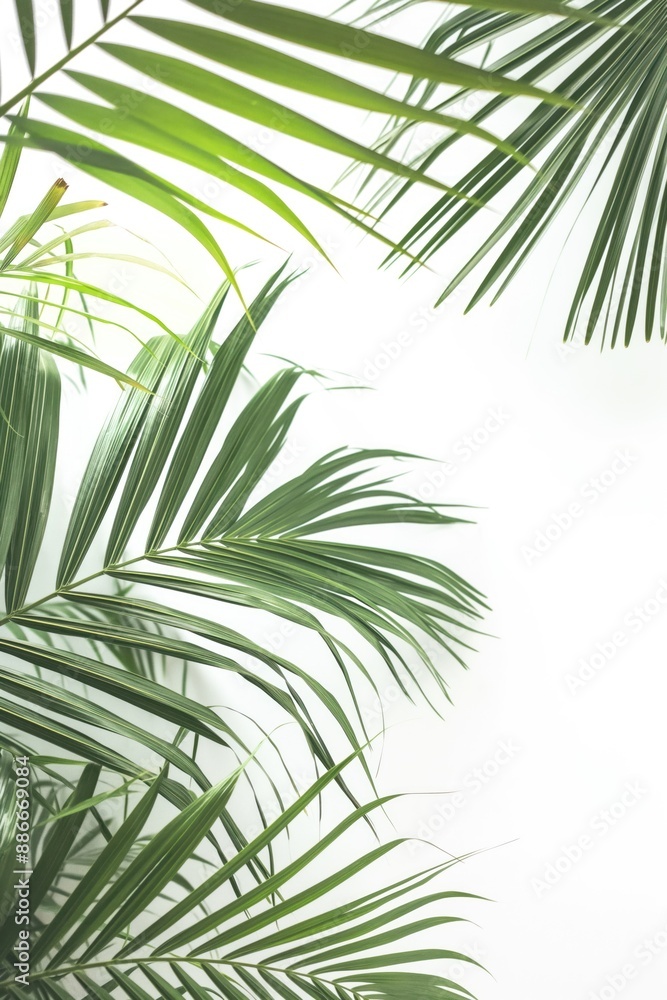 Poster Palm trees stand tall against white wall. Green leaves stretch upwards, creating a serene indoor setting. Brown object adds contrast in bottom right corner.