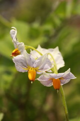 Blüten der Kartoffel - Makro