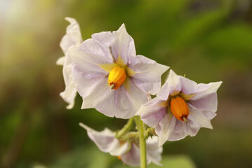 Blüte der Kartoffel - Makro