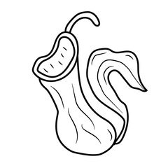 Nepenthes exotic flower predator in tropical forests. vector illustration