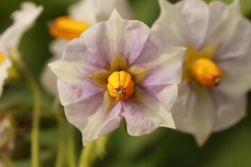 Kartoffelblüte - Makro