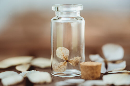 Close-up of a dried Hydrangea flower in a glass bottle
