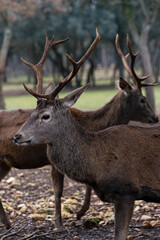 Detailed portrait of the deer in the Spanish mountains