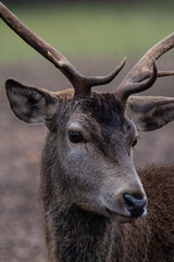 Detailed portrait of the deer in the Spanish mountains