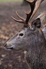 Detailed portrait of the deer in the Spanish mountains