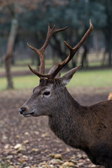 Detailed portrait of the deer in the Spanish mountains